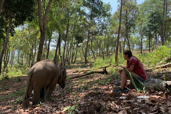 Full Day Elephant Bathing and Bamboo Rafting Tour in Chiang Mai - Mae Wang Waterfall: Swim and Spray Time in the Afternoon