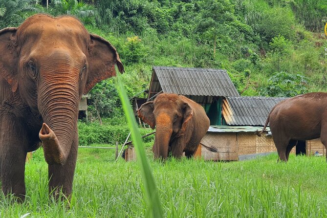 Full Day Experience at Ran-Tong Save & Rescue Elephant Centre - Key Highlights at Ran-Tong Save & Rescue