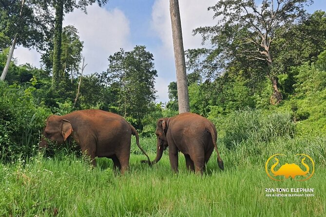 Full Day Experience at Ran-Tong Save & Rescue Elephant Centre - A Hands-Off Elephant Day in Mae Taeng District