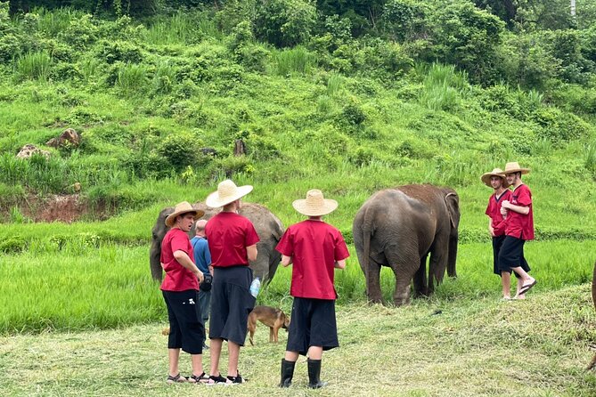 Full Day Experience at Ran-Tong Save & Rescue Elephant Centre - Feeding, Medicine Tasks, and Optional Comfort Choices