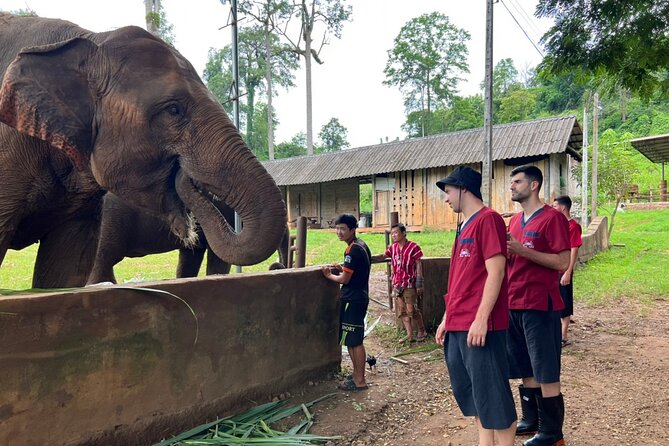 Full Day Experience at Ran-Tong Save & Rescue Elephant Centre - Lunch in the Middle of the Day (Thai Food, Fruits, and Hydration)