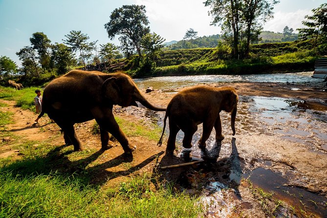 Full-Day Guided Tuk Tuk Chiang Mai Adventure and Rafting - Pickup, timing, and what you should plan for the day