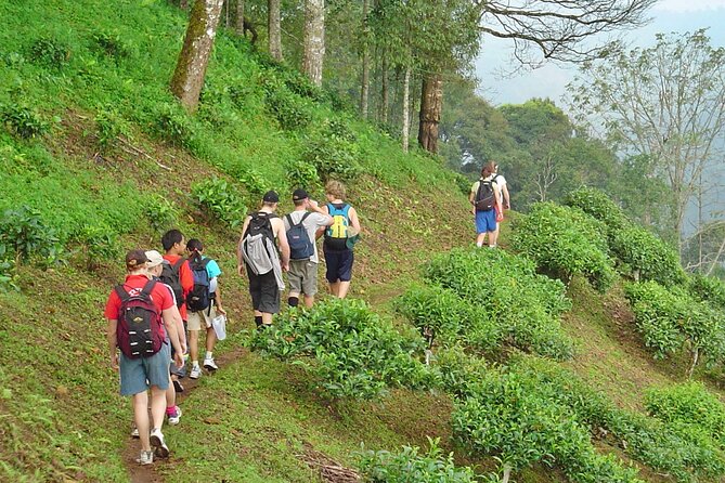 Full-Day Hike and Bike Tour from Chiang Mai - The morning hike: rice paddies, hill tribe villages, forest edges