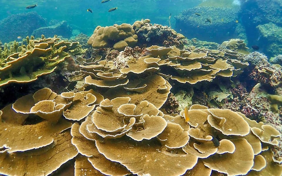 Full-Day Koh Lipe 5 points Snorkeling (East Zone) with Lunch - How the 6-hour East Zone route actually plays out