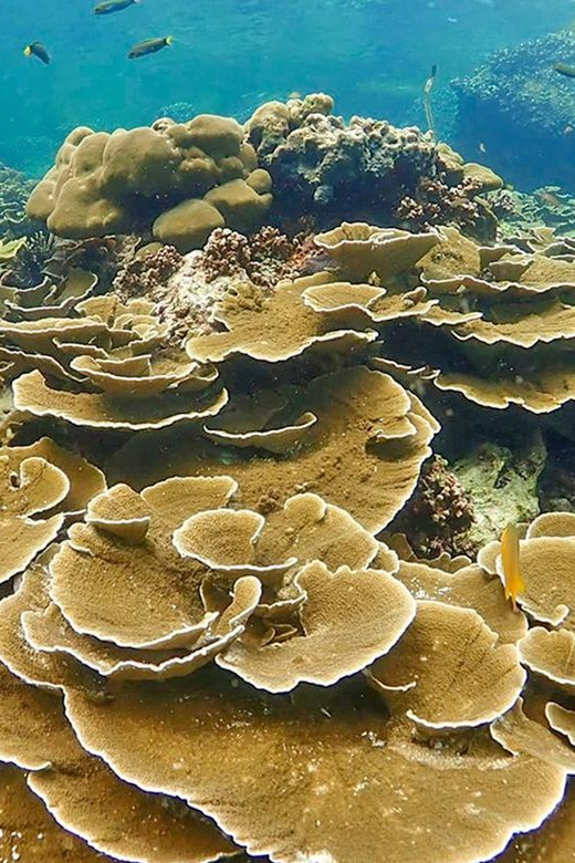 Full-Day Koh Lipe 5 points Snorkeling (East Zone) with Lunch - Koh Kra: the reef starter that’s easy for first-timers