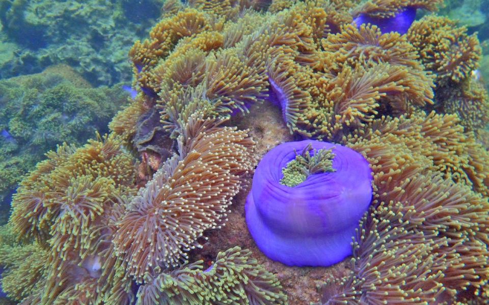 Full-Day Koh Lipe 7 points Snorkeling Experience with Lunch - Safety, seasickness, and who should skip this day