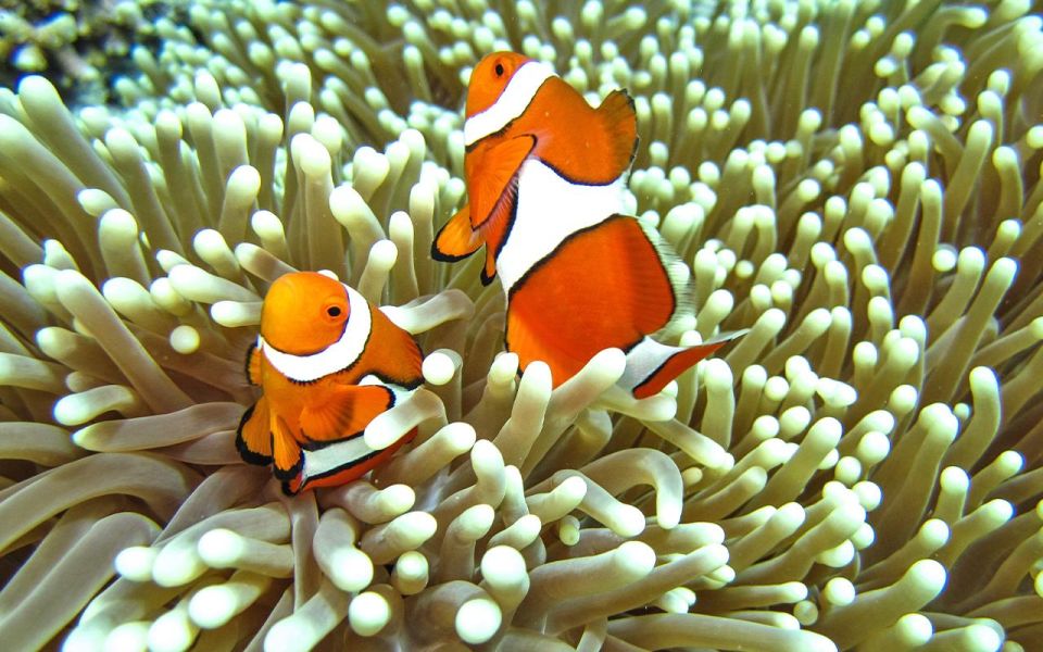 Full-Day Koh Lipe 7 points Snorkeling Experience with Lunch - Price and value at about $28: what you’re really paying for