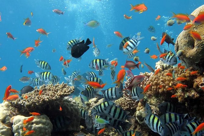 Full-Day Koh Phi Phi Scuba Diving Course from Phuket - Key Things to Know Before You Go