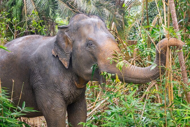 Full Day Phangnga Bay with Andaman Sea Kayak - Hong Island’s lagoon and the Ao Po return