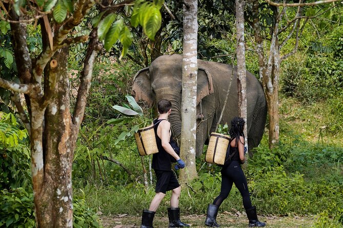 Full-Day Phuket Elephant Sanctuary Tour with Lunch and Dinner - Key Points to Know Before You Go