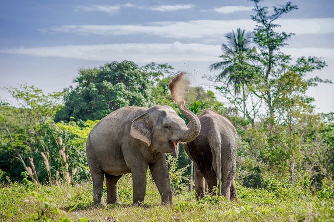 Full-Day Phuket Elephant Sanctuary Tour with Lunch and Dinner - Timing and Transfers: A Long Day That Starts at 9:30am