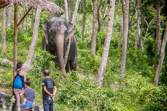 Full-Day Phuket Elephant Sanctuary Tour with Lunch and Dinner - Lunch and Learning: Vegetarian Thai Food and Elephant Communication