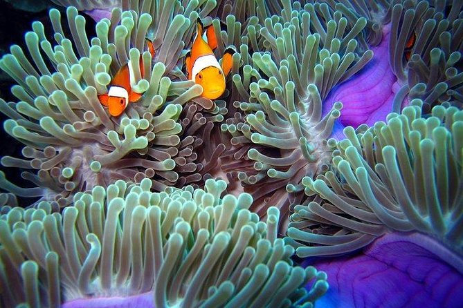 Full-Day Racha Noi and Racha Yai Snorkeling from Phuket - Food at Sea Plus a Crew That Keeps the Day Moving