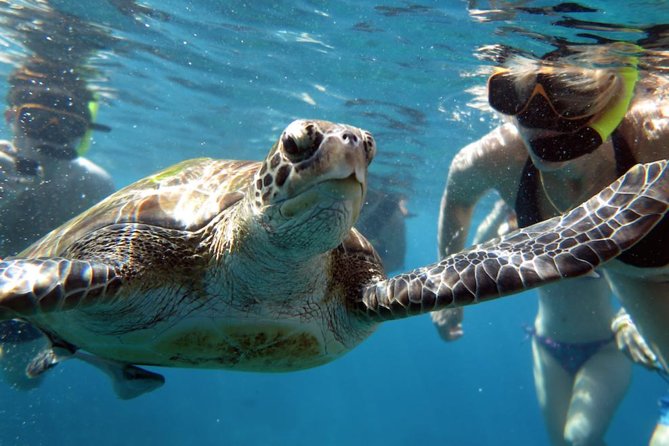 Full-day Tour to the Similan Islands by Speedboat from Khao Lak - Ko Hin Pousar (Island 7) Snorkeling: Coral Gardens and Sea Turtle Chances