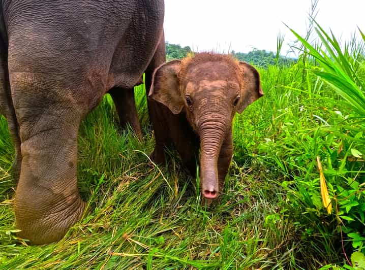 Full-day with CHIANGMAI ELEPHANT CARE and Sticky waterfall - The Herbal Medicine Ball Lesson: Hands-On Care You Can Understand