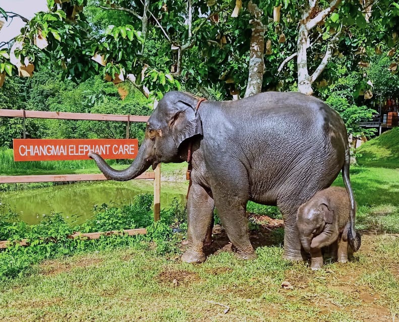 Full-day with CHIANGMAI ELEPHANT CARE and Sticky waterfall - Sticky Waterfall Climbing: Limestone Terrain and a Fun Challenge