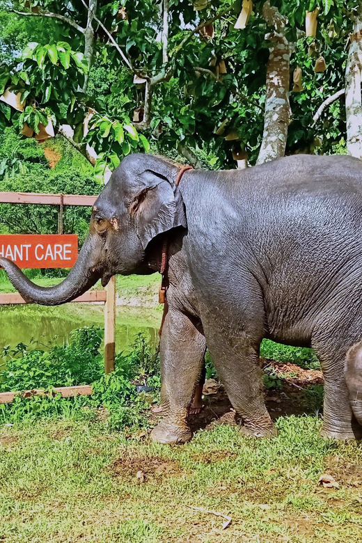 Full-day with CHIANGMAI ELEPHANT CARE and Sticky waterfall - Price and Value: What $62 Covers (and Why It Adds Up)