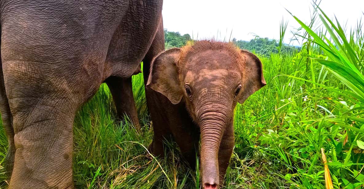 Full-day with CHIANGMAI ELEPHANT CARE and Sticky waterfall - Elephant Care Camp: Feeding, Patting, and Watching Them Like a Pro