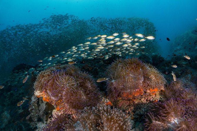 Fun Diving Packages (Certified Divers) - Safety and coaching: why the instructor presence matters