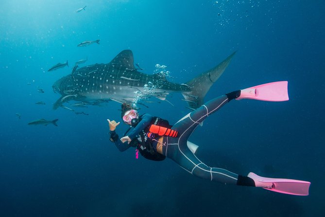 Fun Diving Packages (Certified Divers) - Who this works best for (and who should pick a different plan)
