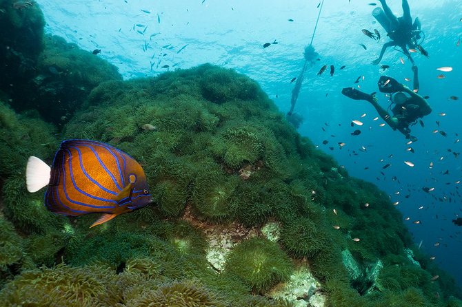 Fun Diving Packages (Certified Divers) - Weather and day changes: planning around the sea