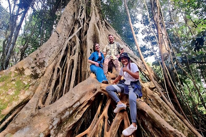 Haew Suwat Waterfall-Jungle Hiking to KM 33 Nong Pak Chi - Nong Pak Chi tower hike: the 3-kilometer route that rewards you