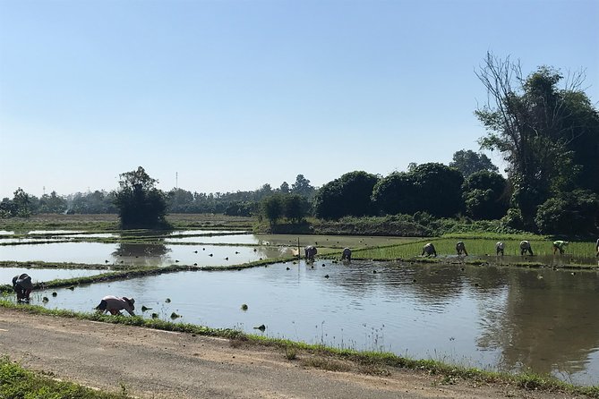 Half-day E-bike Countryside and rice paddies (flat land, GUIDED) - Wat Chang Nam archaeological site: why it’s a smart stop
