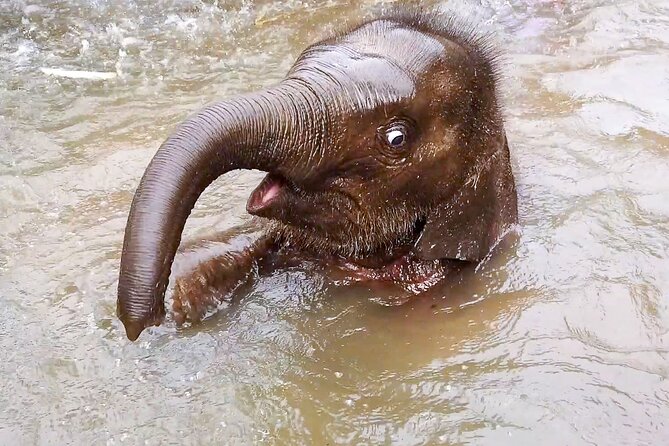 Half Day: Elephant Village Sanctuary - Key Highlights at a Glance