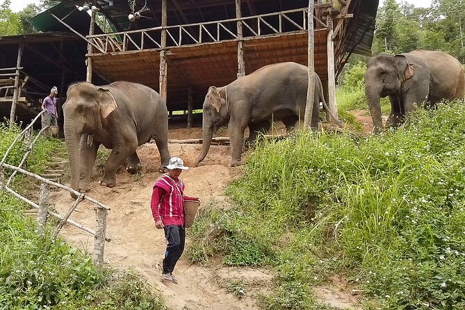 Half Day: Elephant Village Sanctuary - Family-Run Elephant Care: Why the “Keeper Routine” Matters