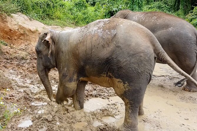 Half Day: Elephant Village Sanctuary - Forest Trekking Through Chiang Mai’s Green: Terrain and Timing