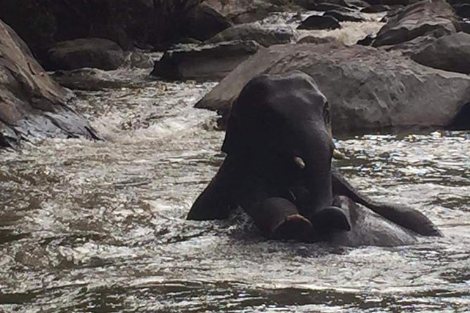 Half day Elephants in Nature Experience (Morning) - Key things to know before you go