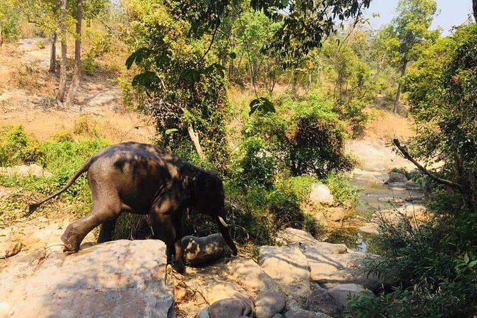 Half day Elephants in Nature Experience (Morning) - Why this morning elephant trip feels different than a show