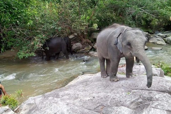 Half day Elephants in Nature Experience (Morning) - Feeding and washing: the fun part, plus a reality check