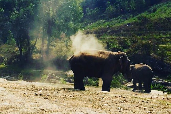 Half day Elephants in Nature Experience (Morning) - Lunch included: a small detail that makes the day easier