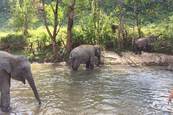 Half day Elephants in Nature Experience (Morning) - Price and value: is $77.44 fair for Chiang Mai?