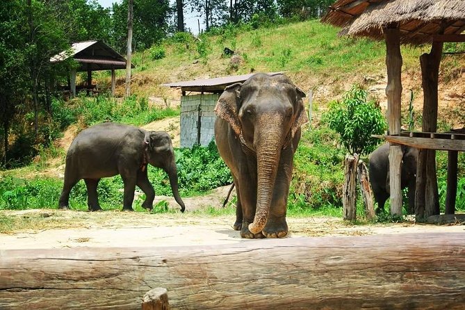 Half day Elephants in Nature Experience (Morning) - Meeting the elephants at their home: routines, not stunts