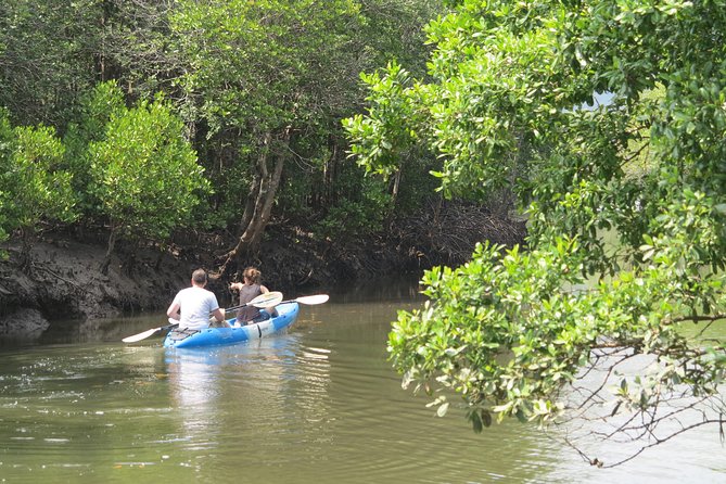 Half day Mangrove by Kayaking or Longtail boat from Koh Lanta - The mangrove ride: small canals, big wildlife energy