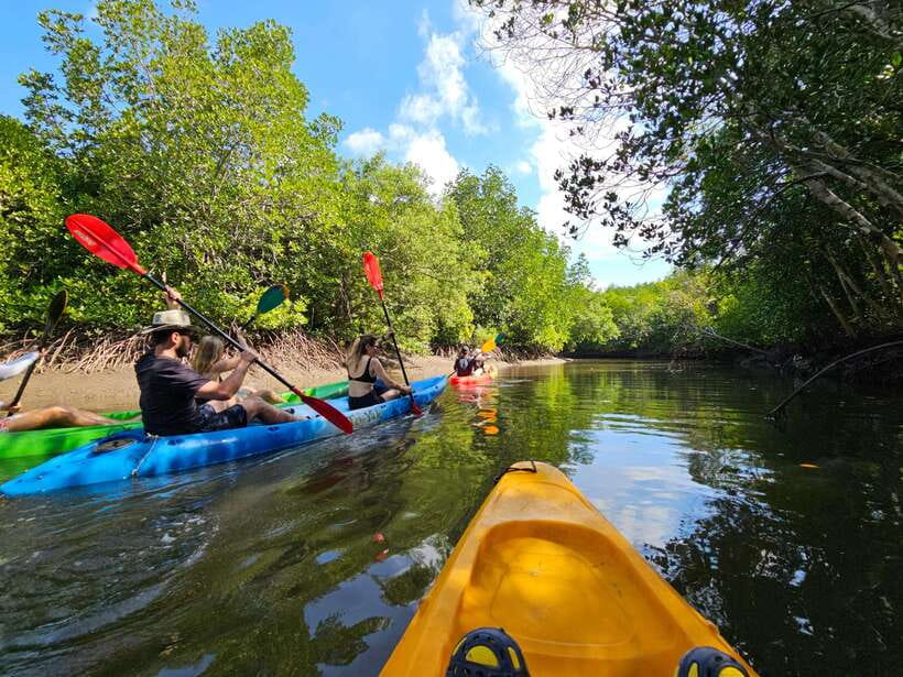 Half Day Mangrove Forest (Morning or Afternoon) - Practical tips that make the 3 hours actually enjoyable