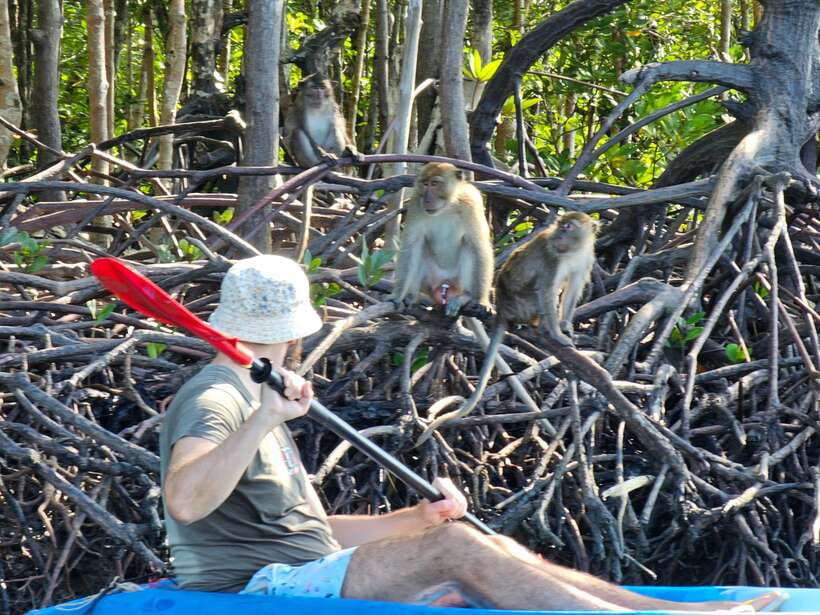 Half Day Mangrove Forest (Morning or Afternoon) - Should you book the Half Day Mangrove Forest tour from Thung Yee Peng Pier?