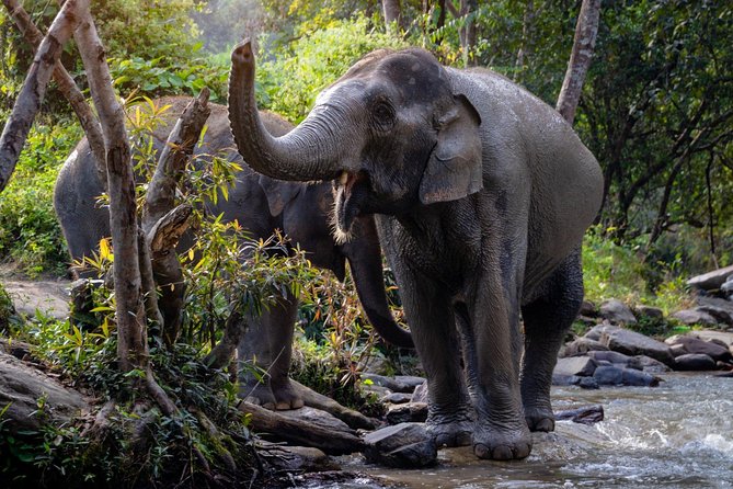 Half Day Visit Elephant Sanctuary in Samui - Morning vs Afternoon Sessions: Timing That Actually Helps