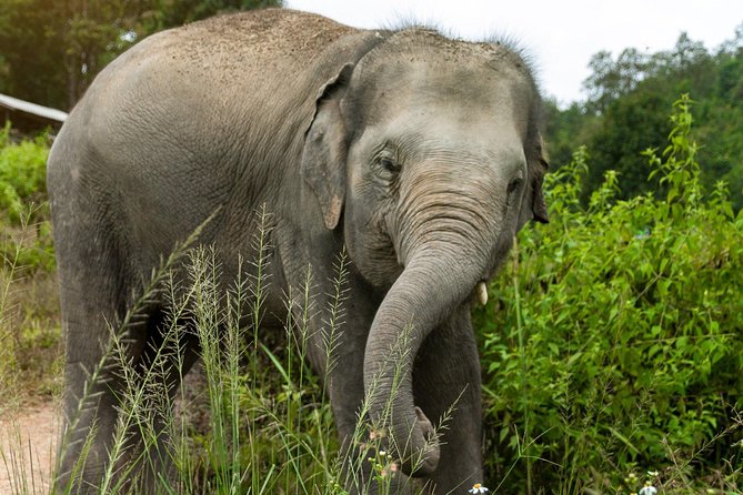Half Day Visit Elephant Sanctuary in Samui - Welcome and Orientation: What You’ll Learn Before You Meet the Elephants