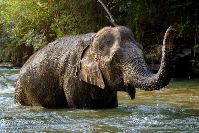Half Day Visit Elephant Sanctuary in Samui - Free Time with the Elephants: Watch More, Pose Less