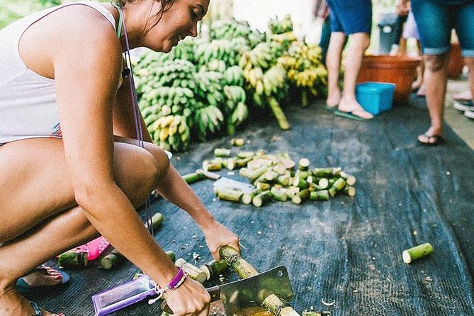 Half Day Visit Elephant Sanctuary in Samui - From Pickup to Sanctuary: The Part That Can Make or Break It