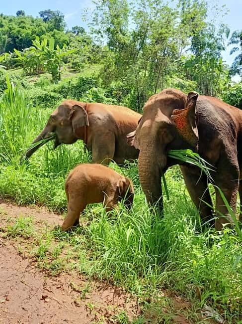 Half-day with CHIANGMAI ELEPHANT CARE program (12pm-6pm.) - What Makes Chiang Mai Elephant Care Different From the Usual Elephant Stops