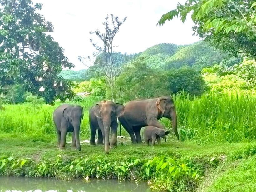 Half-day with CHIANGMAI ELEPHANT CARE program (12pm-6pm.) - Pickup at 12pm–12:30: Timing the Van Ride Without Stress