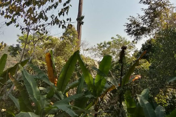 Hiking and Zipline Private Tour from Chiang Mai +Karen Village - Jungle Hiking and Ziplining: The Part You’ll Remember
