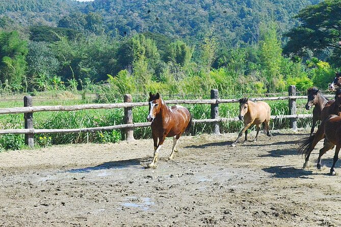 Horse Lesson+Riding+Wat Tonkwen wooden temple.Chiangmai - Price and Value: What You’re Really Paying For