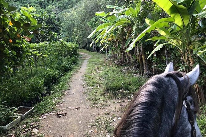Horseback Riding 1 hour trail - The Trail Start: Hill Paths Through Rubber and Fruit Country