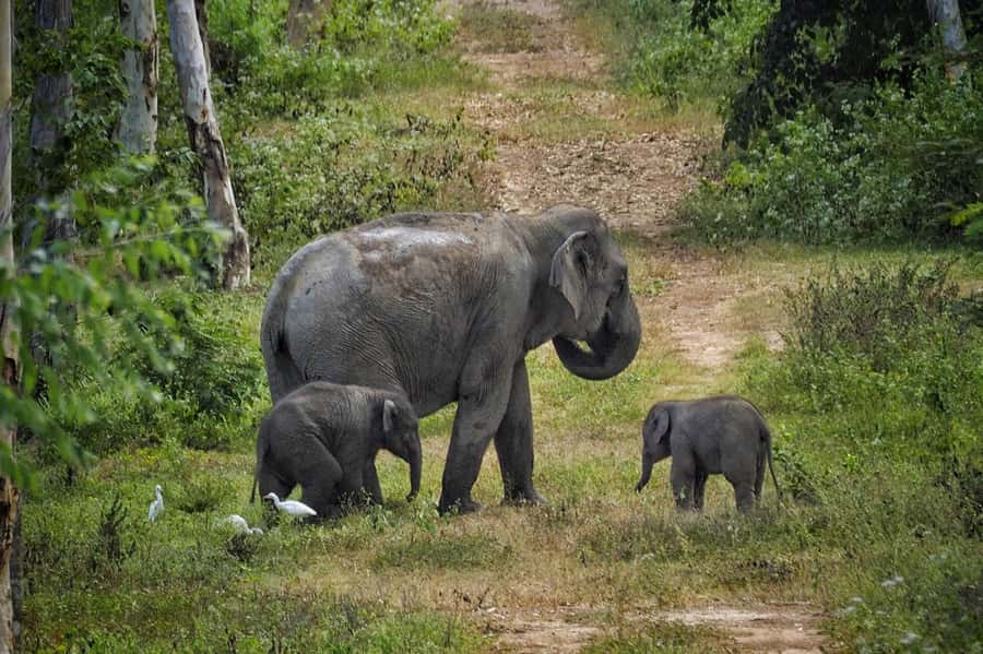 Hua Hin: Kui Buri Elephant Safari Private Tour - Key highlights you’ll care about