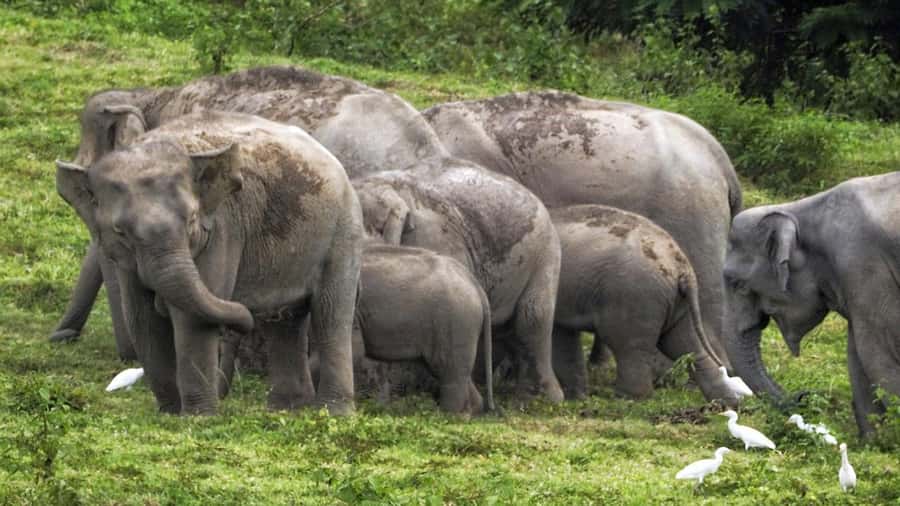 Hua Hin: Kui Buri Elephant Safari Private Tour - Wild Elephants in Kui Buri: What This Private Safari Really Feels Like